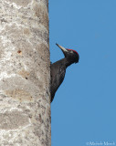 Black Woodpecker