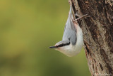 Nuthatch