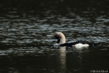 Black-throated Diver