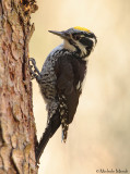 Three-toed Woodpecker