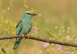 European Roller