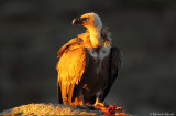 Griffon vulture