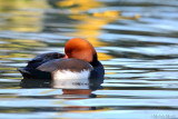 Red-crested pochard