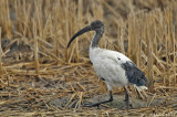 African sacred ibis