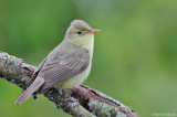 Melodious warbler