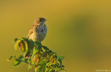 Passerines 2014