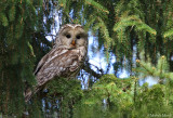 Ural Owl