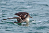 Balearic shearwater