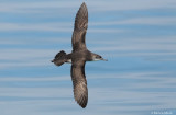 Yelkouan Shearwater