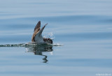 Yelkouan Shearwater