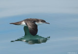 Yelkouan Shearwater