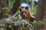 Brown bear 