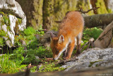 Red fox 