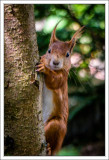 Squirrel Portrait