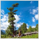 Swiss Stone Pines - pano of 6 images with 28mm