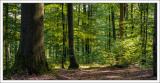 Oak and Beech Forest