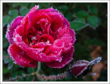 Frozen Rose