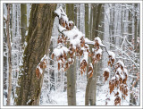 Beech Leaves in Winter