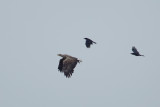 11-05-2013 vossemeer zeearend 3.jpg