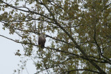 11-05-2013 bos zeearend.jpg