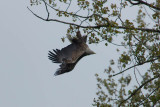 11-05-2013 bos zeearend 4.jpg