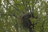 2013-05-15 zeearend 2.jpg
