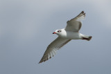 2013-05-24 zwartkopmeeuw ijsselmonding.jpg