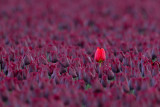 2013-05-  tulp nop 2.jpg
