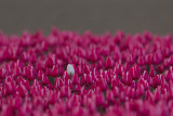 2013-05-  tulp nop.jpg