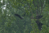 2013-05-30 bos zeearend 2.jpg