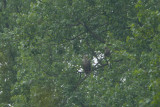 2013-05-30 bos zeearend 3.jpg