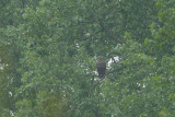 2013-05-30 bos zeearend 5.jpg