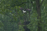 2013-05-30 bos zeearend.jpg