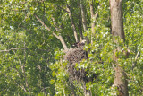 2013-05-31 bos zeearend 2.jpg