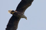 2013-05-31 zeearend vossemeerdijk 3.jpg