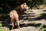 2013 06-10 Bayernwald wolf 3.jpg