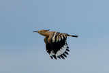 2013-06-12 hotobahy hop.jpg