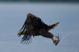 2013-06-25 zeearend polen 2.jpg