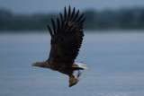 2013-06-25 zeearend polen 5.jpg
