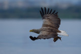 2013-06-25 zeearend polen 6.jpg