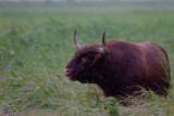 2013-06-27 polen schotse hoglandr 1.jpg