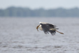 2013-06-27 reiger polen.jpg