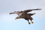 2013-06-27 zeearend polen 5.jpg