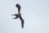 2013-06-27 zeearend polen 12.jpg