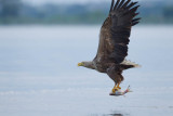 2013-06-25 zeearend polen 22.jpg