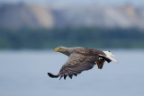 2013-06-25 zeearend polen 23.jpg