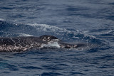 2013-09-28 bultrug brazil.jpg