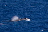 2013-09-28 bultrug brazil 2.jpg