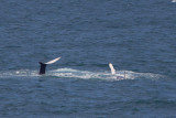 2013-09-13 bultrug brazil 8.jpg