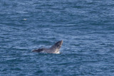 2013-09-13 bultrug brazil 3.jpg